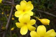 如何區分迎春花和連翹花？